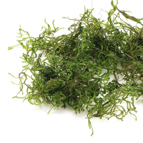 K2AQUA 10 Grams Peacock Moss Live Aquarium Plants Aquatic Moss Bright Green Feathery Texture Low Light Easy Care Foreground Midground Freshwater Tropical Tank