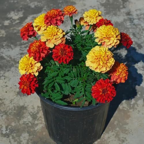 semi di calendula, vecchie varietà resistenti, Tagetes patula per appartamento, giardino roccioso letti rialzati, 200pcs