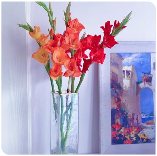 Gladiolus Bulbs Garden Crop for Planting Now UK Strong Plants That Grow Well Mix Golden Jade Carving Feels -5 Bulbs-c