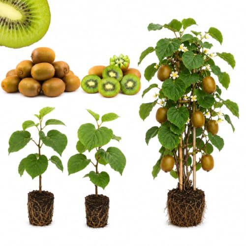 2 Hardy Kiwi Vine Live Plants, Edible Berry Vine Plant, 4-6 Inch Tall