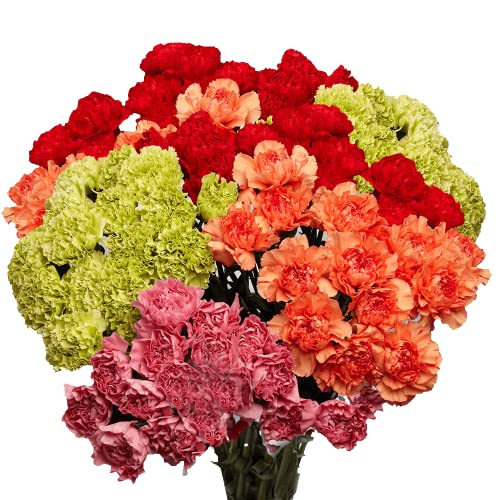 200 Assorted Carnations- Fresh Cut Flowers #TOP30