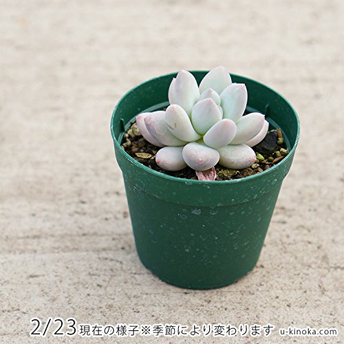Amazon.co.jp: フレーヌ 7.5cmポット 多肉植物 パキフィッツム