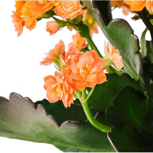 Kalanchoe Calndiva Natural Planta con Floración Doble