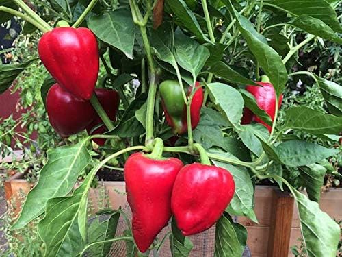 AIREX SKY CHILLI PEPPER BOR - 10 SEEDS (AVG 50 - 100) SEEDS X 1 PACKET