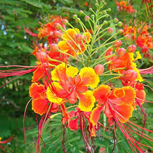 Red Bird of Paradise Seeds Caesalpinia Pulcherrima Shrub Heat Tolerant Fast Growing Attracts...