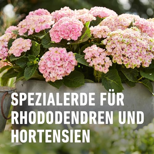 Compo SANA Rhododendron- und Hortensienerde mit 8 Wochen Nährstoffen, 40L