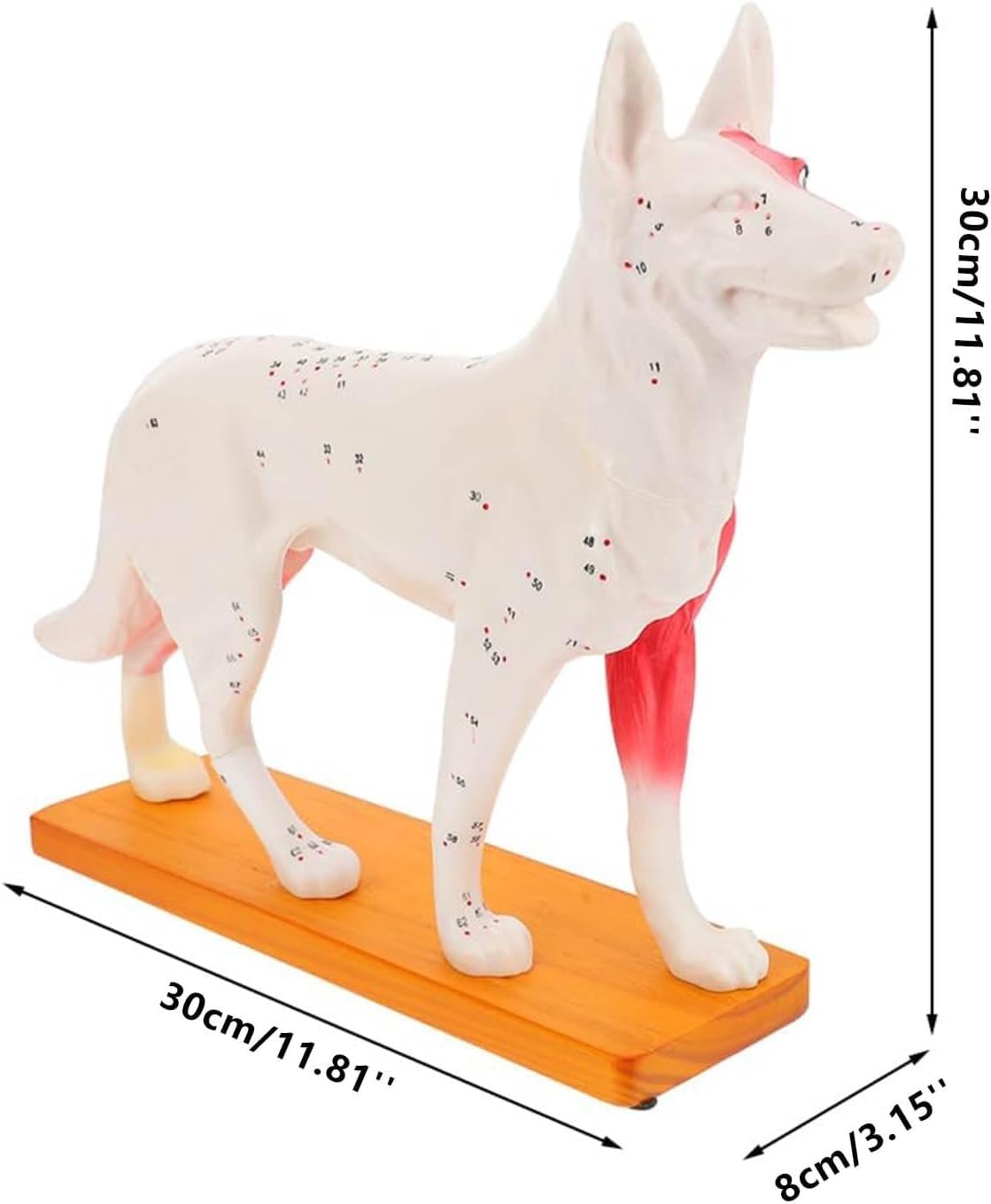 Model anatomiczny psa z akupunkturą, 4D Vision z 72 ponumerowanymi punktami akupunktury, model punktów nacisku psa, do edukacji i nauczania akupresury