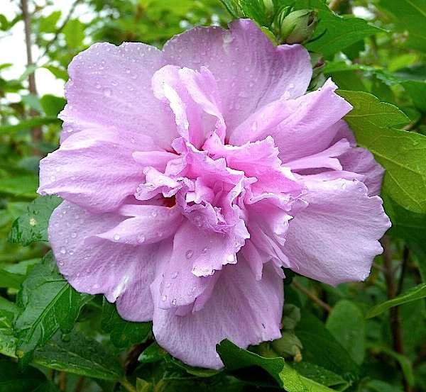 Generic Hibiscus Starter Plant