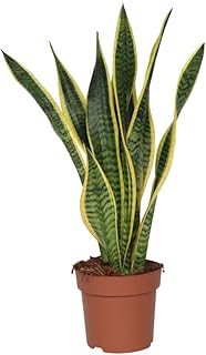 Plant in a Box - Sansevieria Laurentii - Easy houseplant - Lady's Tongue...