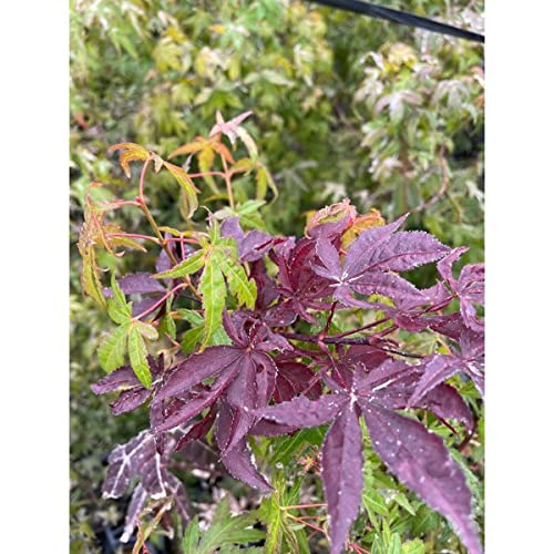 Amazon.co.jp: 【30本 セット】 イロハモミジ (紅葉) 15.0p 30本 樹高