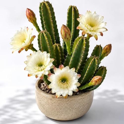 Night Blooming Cactus Plant