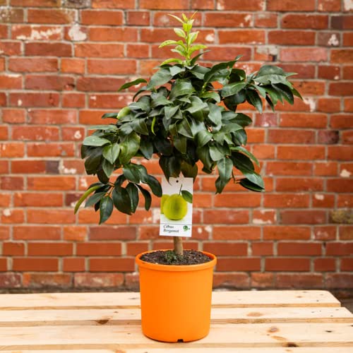 Chuxay Garden Citrus Bergamia,Bergamot Orange 1000 Seeds Sweet Fruit Hybrid Orange Tree Evergreen Grow Up To 40 Feet Gardening Gifts #TOP4