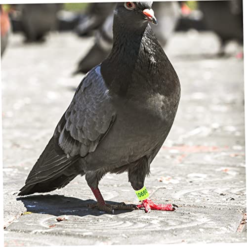 Mipcase 200 Peças Anel De Pé De Pombo Acessórios Para Pássaros Acessórios De Frango Anéis De Perna D