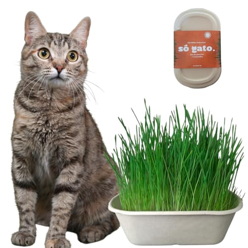 Graminha Mix Para Gatos - Petisco 100% Natural - SóGato