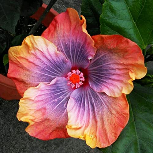 Voldrew Hibiscus zaden, 50 stks/zak hibiscus zaden tropische bloem home decor vaste plant ingemaakte bonsai plant zaden… - Image 3