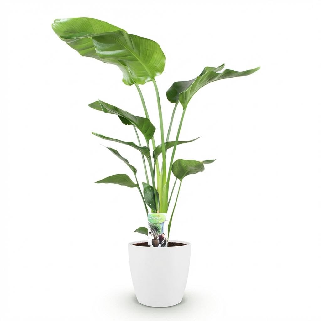 Green boutiQ - Zimmerpflanzen - Strelitzia Nicolai - Paradiesvogelblume - Geringer Pflegeaufwand - Grün - 1 Pflanze - mit Potter Weiß - Topf 21cm - Höhe 110-120cm