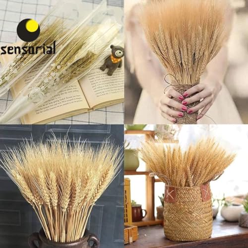 Ramo Trigo Seco Decorativo, 75 cm, Lotes de Palha para Decoração de Casamentos, Festas, Casa, Evento