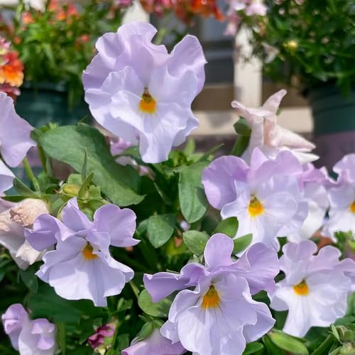 violeta cornuda - Viola cornuta semillas de jardín de interior silvestres balcón semillas resistentes decoración 350pcs