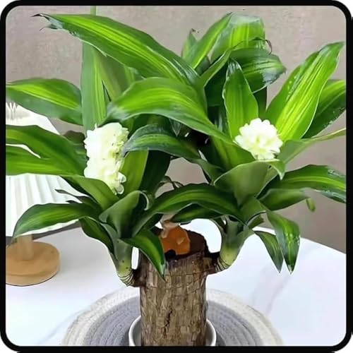 Lucky Brazil Wood Potted, Indoor Live Lucky Plant, Brazilian Wood Plant for Living Room, Feng Shui Lucky Bamboo, Big Size, Pack of 1