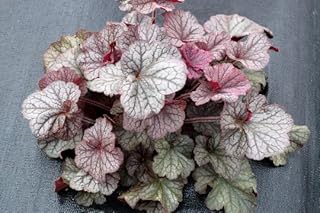3 Northern Exposure Silver Heuchera in 3 inch Size Plugs/Coral Bells-Plugs Removed from Tray, and Stretch Wrapped for Transit