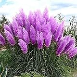 200 Purple Pampas Grass Seeds Perennial Flowering Ornimental Grasses by OrginBud