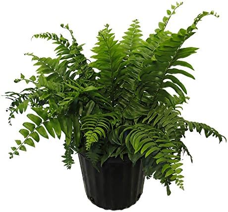 American Plant Exchange Macho Fern 'Giant Sword'  10-Inch Pot  Live Air Purifying Tropical Fern, Easy Care Foliage Plant for Home, Office, Garden, or Landscape Decor