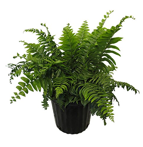 American Plant Exchange Macho Fern 'Giant Sword' – 10-Inch Pot – Live Air Purifying Tropical Fern, Easy Care Foliage Plant for Home, Office, Garden,