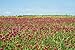 1Lb Crimson Clover Seed Nitro Coated Inoculated Flowering Seeds for Wildlife Food Plots & Soil Erosion Control