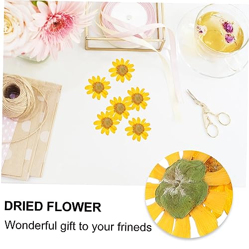 Abaodam 120 Peças Crisântemo Imperador Seco Maníaco As Flores Plantar