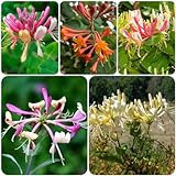 350 piezas Semillas de plantas de madreselva - Semillas de flores aptas Plantas Lonicera japonica - Hierbas Flores de cama elevada Flores de primavera Hierbas de jardín Planta