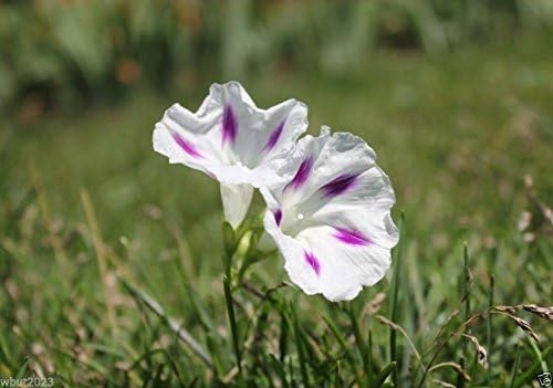 Miniatura 3 de Morning Glory Seeds - Shiva (Ipomoea Purpurea Shiva) 10 Semillas de FloresPERENNIAL