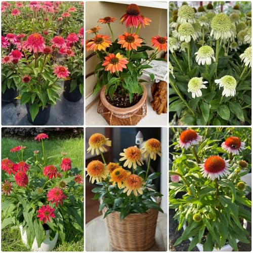 Semi di echinacea, giardino resistenti perenni Semi di Echinacea purpurea, selvatici rare esotiche 450pcs