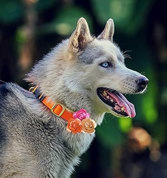 Flower me Pretty Dog Collar Insert