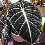 Black Velvet Alocasia Live Plant Houseplant, 4 to...