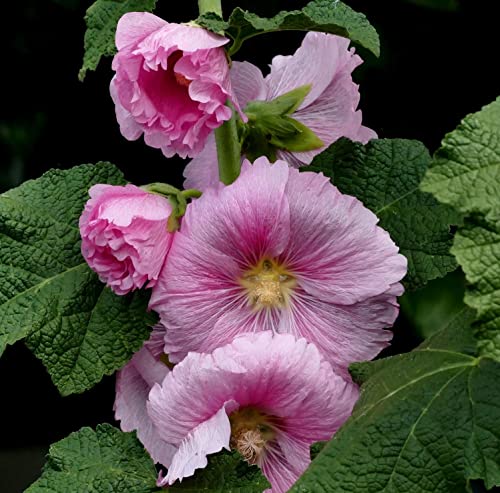 【300+】Hollyhock Seeds For Planting #TOP13