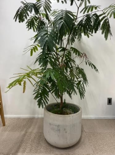 観葉植物エバーフレッシュ」の人気商品一覧 | 安い商品を通販サイト