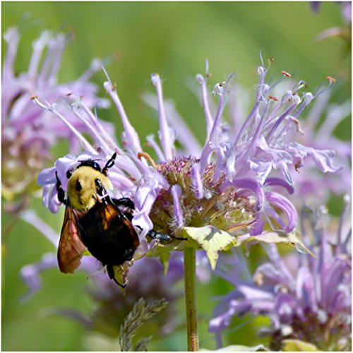 Seed Needs Bee Balm Seeds for Planting a Collection of Monarda Flowers - Heirloom & Open Pollinated Flower Seed to Plant an Outdoor Butterfly Garden (Includes Wild Bergamot, Horsemint & Lemon Mint) - Image 4