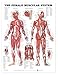 The Female Muscular System Anatomical Chart