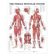 The Female Muscular System Anatomical Chart Poster January 9, 2003