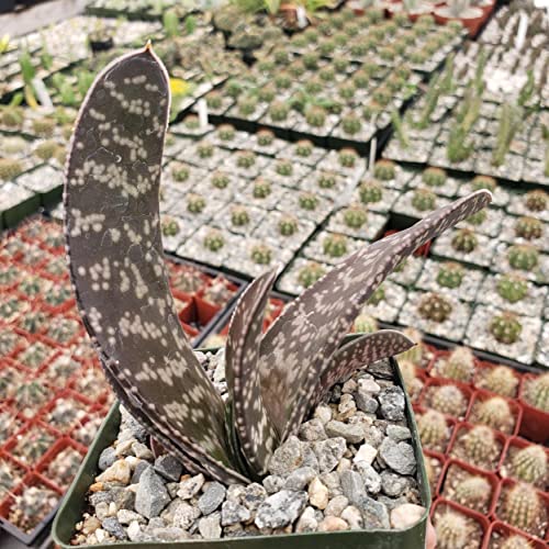 Gasteria Verrucosa Cacti Cactus Succulent Real Live Plant #TOP6