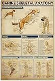 Anatomie des Hunde-Skeletts – Metallschild mit Informationen zum Hunde-Skelett – Retro-Poster mit populärwissenschaftlichen Lehrtafeln – Wanddekoration für Zuhause, Klassenzimmer, Büro – 30 x 40 cm