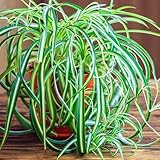 Airplane Spider Plant Live, Curly Spider Plants Live Houseplant in 4 Inches Pot, Indoor Oudoor Decor, Can Grow in Hanging Basket
