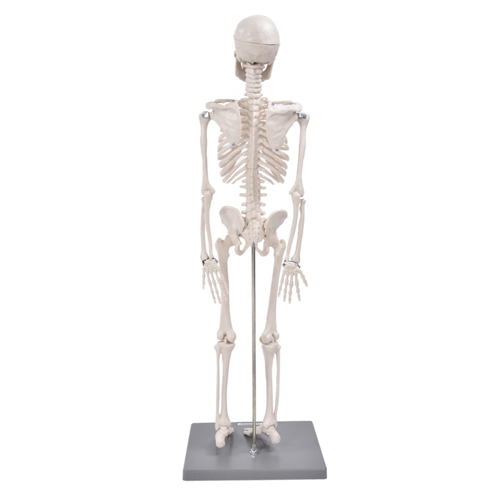Modelo de Esqueleto Modelo de Esqueleto Humano de 85 cm con Herramienta de Experimentación Orgánica para Uso Pedagógico Anatómico
