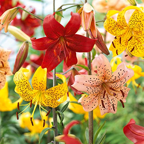 Garden State Bulb Twinkle Tiger Lily Mixed Flower Bulbs 14/16cm (Bag of 10)
