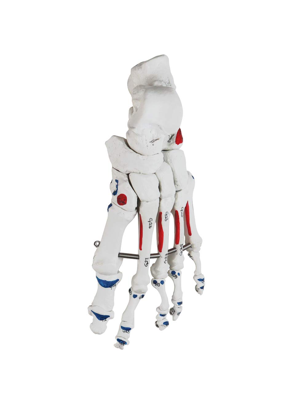 Vision Scientific VAS247-CC0 Total Disarticulated Skeleton | 5 Color-Coded Vertebrae, Muscle, Bones & Osteological Features Numbered for Identification | 3-Part Skull | W Manual & Carrying Case