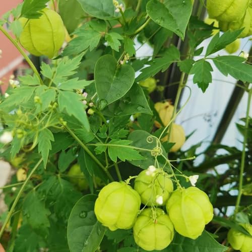 Semillas de enredadera de globo, Cardiospermum halicacabum, raras perennes resistentes Balcón con lecho de productos 20pcs