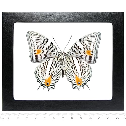 BicBugs Baeotus amazonicus Verso Real Framed Butterfly Leopard Spotted Peru