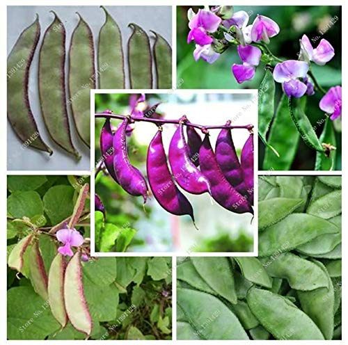 Semi Di Rafano Per Germinazione - Piante Starter Per Orto E Giardino - Foto 7