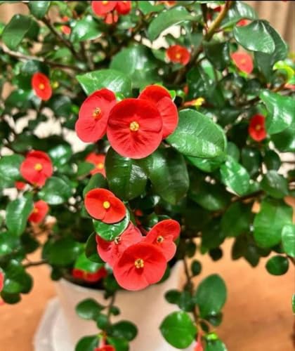観葉植物 ハナキリン 植物」の人気商品一覧 | 安い商品を通販サイト