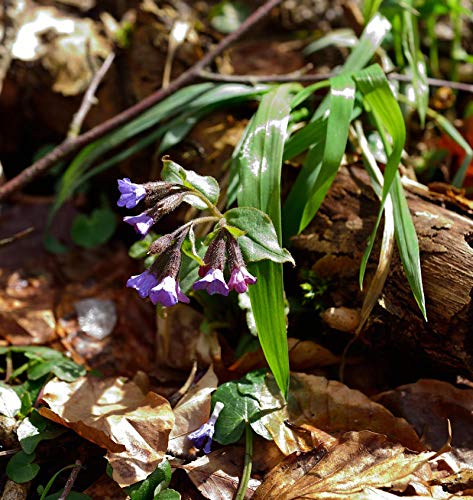 Preisvergleich Produktbild Echtes Lungenkraut Bamberg - Pulmonaria officinalis